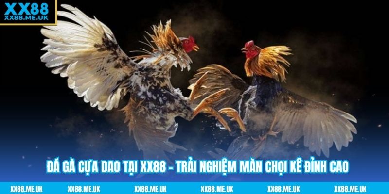 Đá Gà Cựa Dao Tại XX88 - Trải Nghiệm Màn Chọi Kê Đỉnh Cao